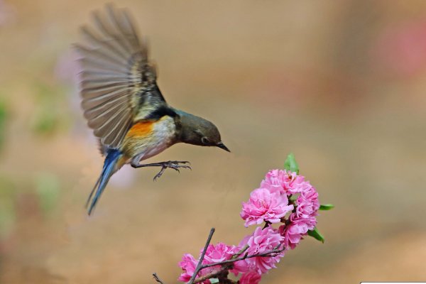 小鸟在天空中怎么飞