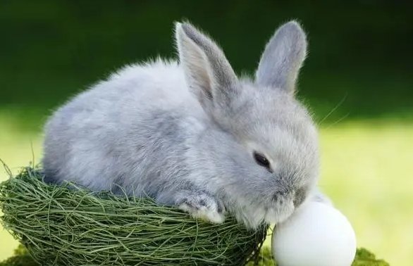 凤头猪肚代表哪几个生肖