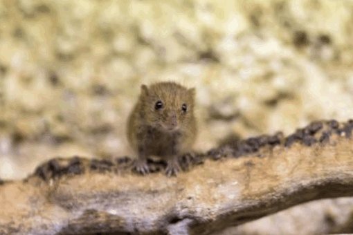 中国历史上记载的瘟疫有哪些？