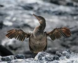 flightless怎么读?