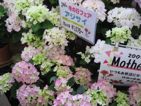 日语里妈妈怎么叫？