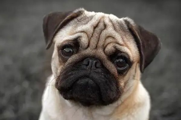 给主人当狗的规矩