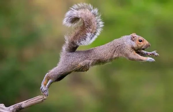 男子在丛林中发现一堆板栗：疑似松鼠过冬储备粮食，这种动物是如何过冬的？