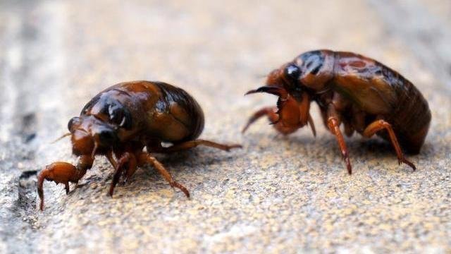 知了猴明明在树上产卵，为何却从地下爬出来呢？