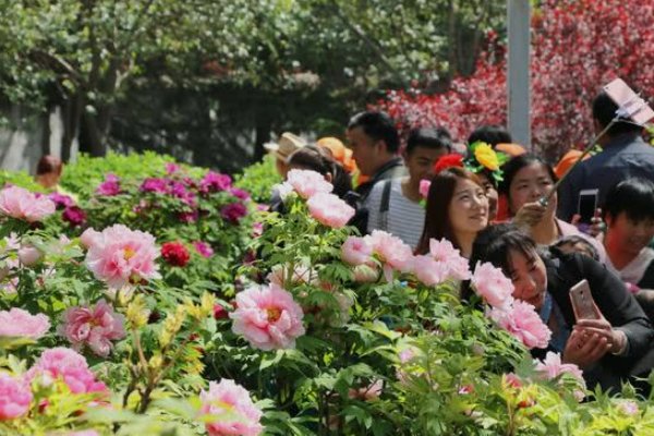洛阳哪个牡丹园最好？