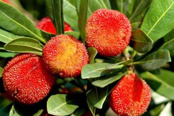 慈溪杨梅几月份