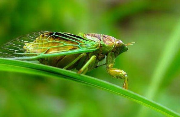 《蝉》这首诗的翻译是：什么？谢谢！