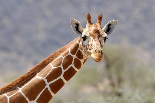 哺乳动物中最高的是什么