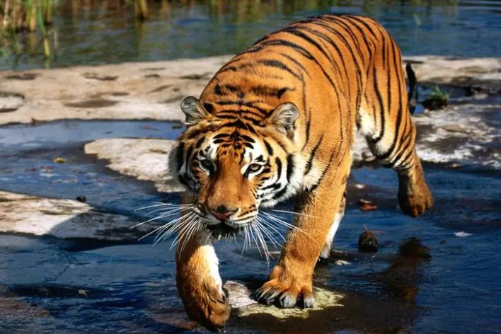 显赫一时打一个动物