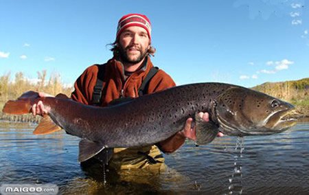 世界十大最凶猛淡水鱼的哲罗鲑