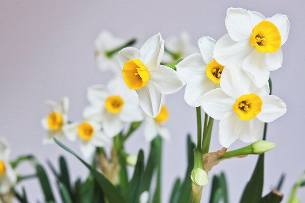 水仙花生长变化情况