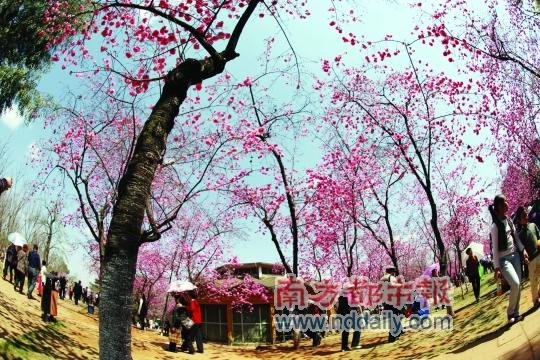 樱花心中的基本信息