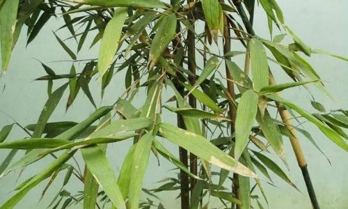 熊猫最爱吃的10种食物