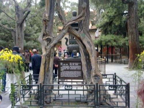 2021314众多情侣打卡连理枝，这个地方对于情侣来说意味着什么？