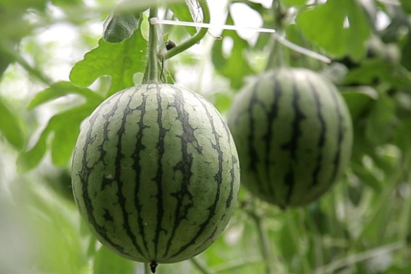 中国最好的西瓜种子排名