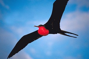 天上的飞鸟有哪些？