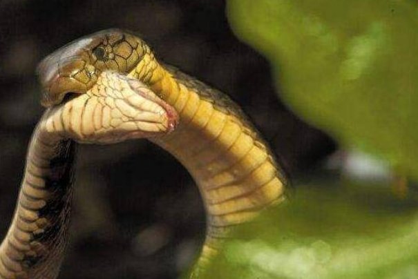 云南昌宁一红外相机意外拍到眼镜王蛇珍贵影像,它的生活习性是怎样的?