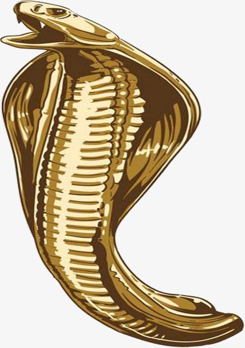 四川3米长眼镜蛇钻进车辆引擎盖被卡，眼镜蛇会主动攻击人类吗？