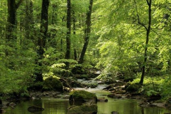 古代管国家森林叫什么