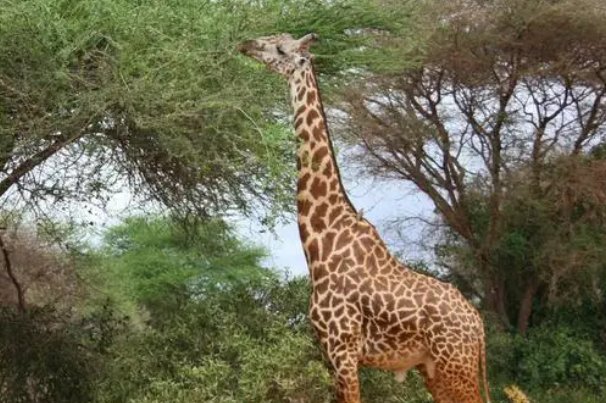 inprogress什么意思?