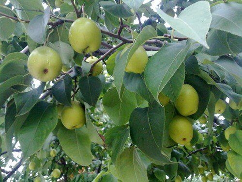 梨五杏四，桃三樱二的农谚意思