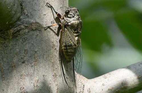 《蝉》这首诗是怎样理解的？