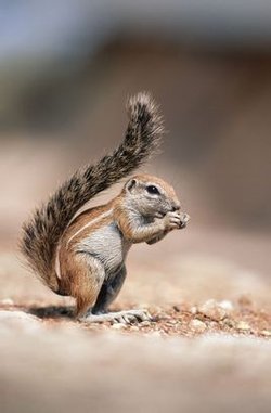 条纹松鼠的介绍