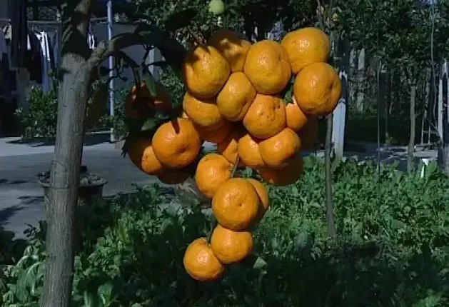 为什么一年四季都可以有橘子，却不能一年四季都有樱桃呢？