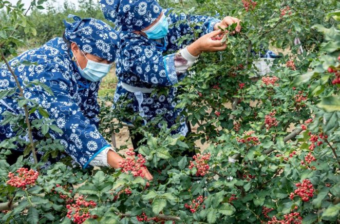 花椒是我国的本土植物吗