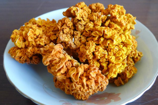 金耳菌人工养殖可靠吗