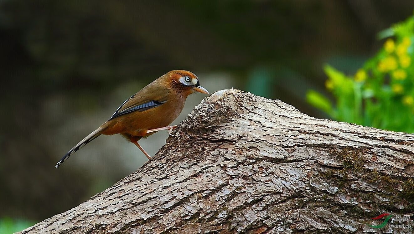 灰翅噪鹛的保护级别