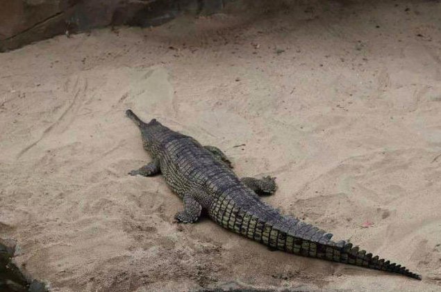 世界十大巨型鳄鱼