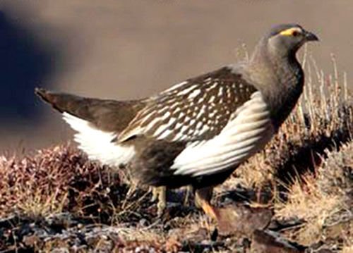 阿尔泰雪鸡的外形特征