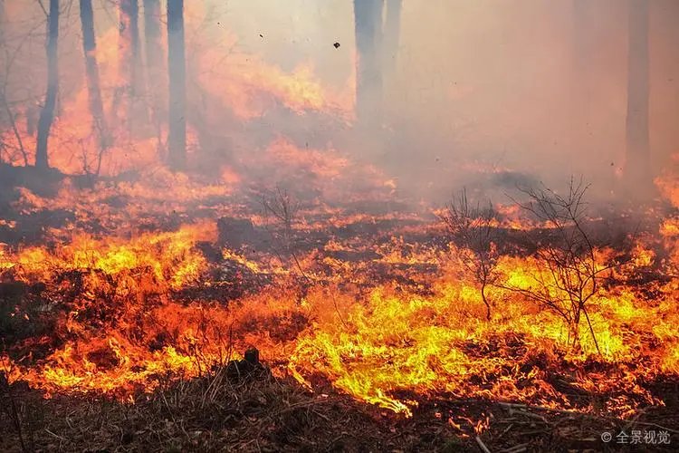 山东省青岛市三标山附近突发山火，当地展开了怎样的救援行动？