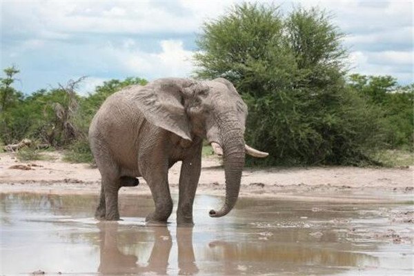 哪些动物在死后可以保持站立姿势，为什么？