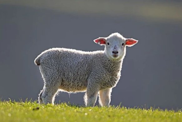 龟鹤之年是什么动物生肖