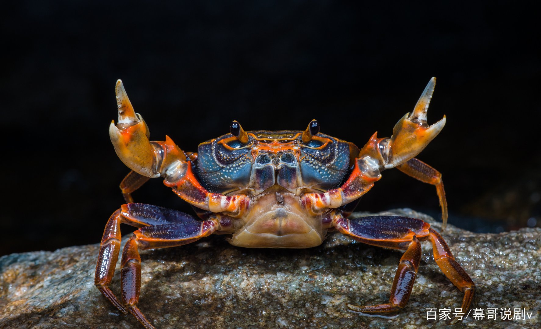刚死的螃蟹能吃吗？哪些部位不能吃？误食有哪些影响？