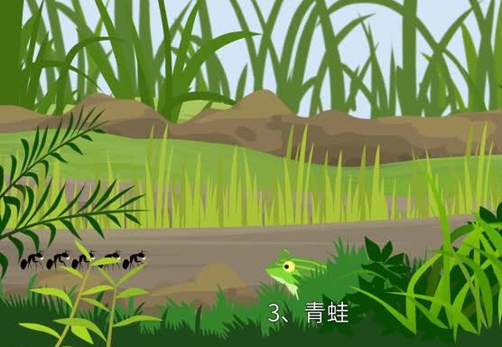 蚂蚁的天敌是什么动物 蚂蚁害怕什么动物