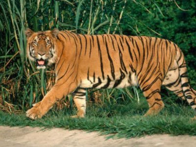 外逃老虎被击毙，官方是怎么回应的？