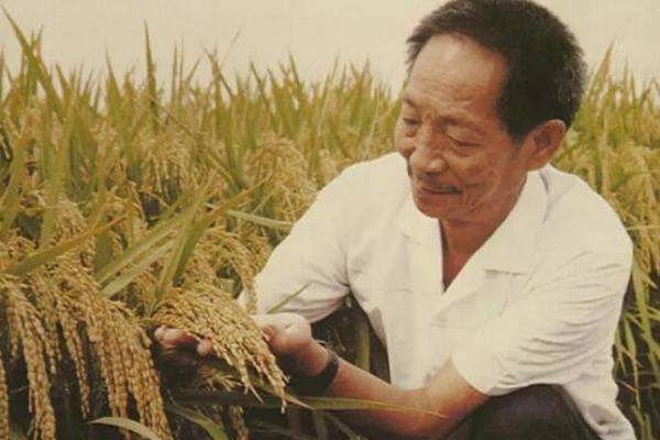 中国杂交水稻之父袁隆平，他在国际上的名声和地位如何