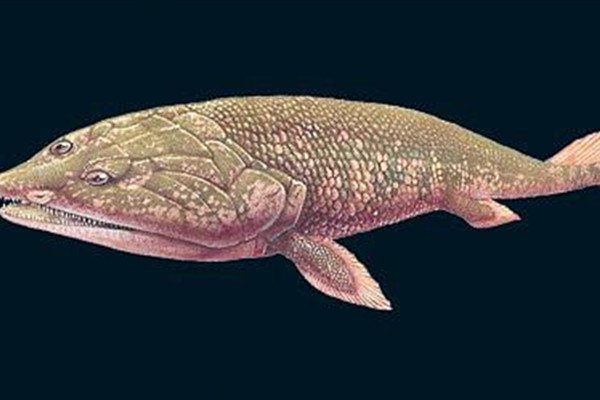 中国科学家发现4.1亿年前鸭吻鱼类，此鱼类有何特点？