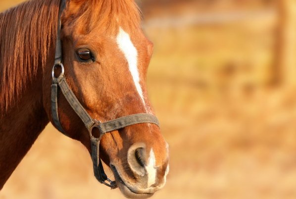 精兵猛将打一动物生肖
