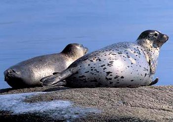 蓝色动物学的介绍
