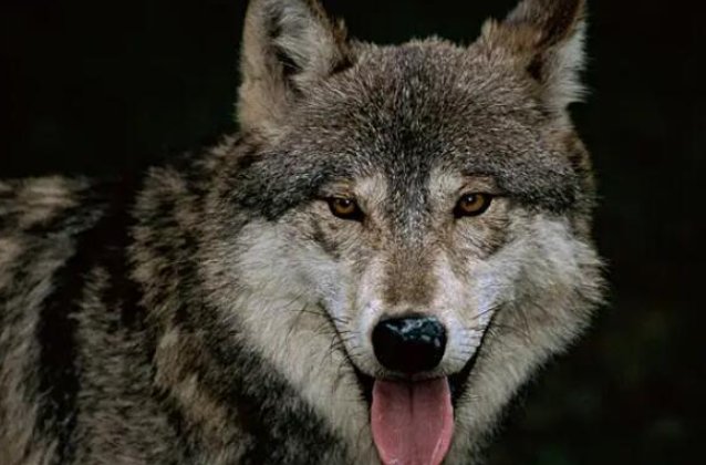 狼的战斗力排名