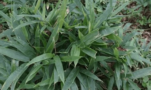 熊猫最爱吃的10种食物