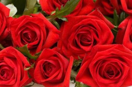 七朵玫瑰代表什么意思