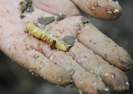 全职猎人：谁杀死了凯特·库克？