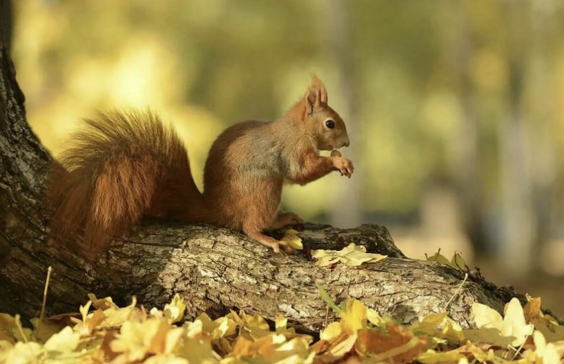 小松鼠摘松果动作描写