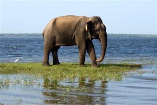 哪些动物在死后可以保持站立姿势，为什么？