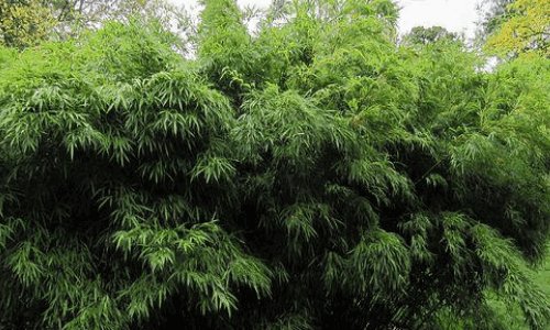 熊猫最爱吃的10种食物